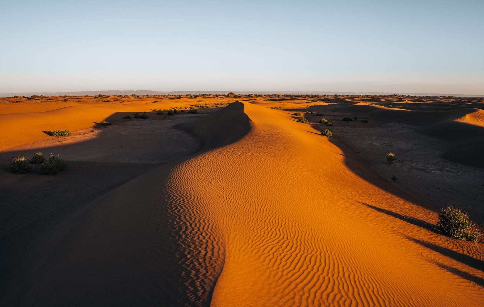 Rippled dune ridges in low golden light in the Sahara