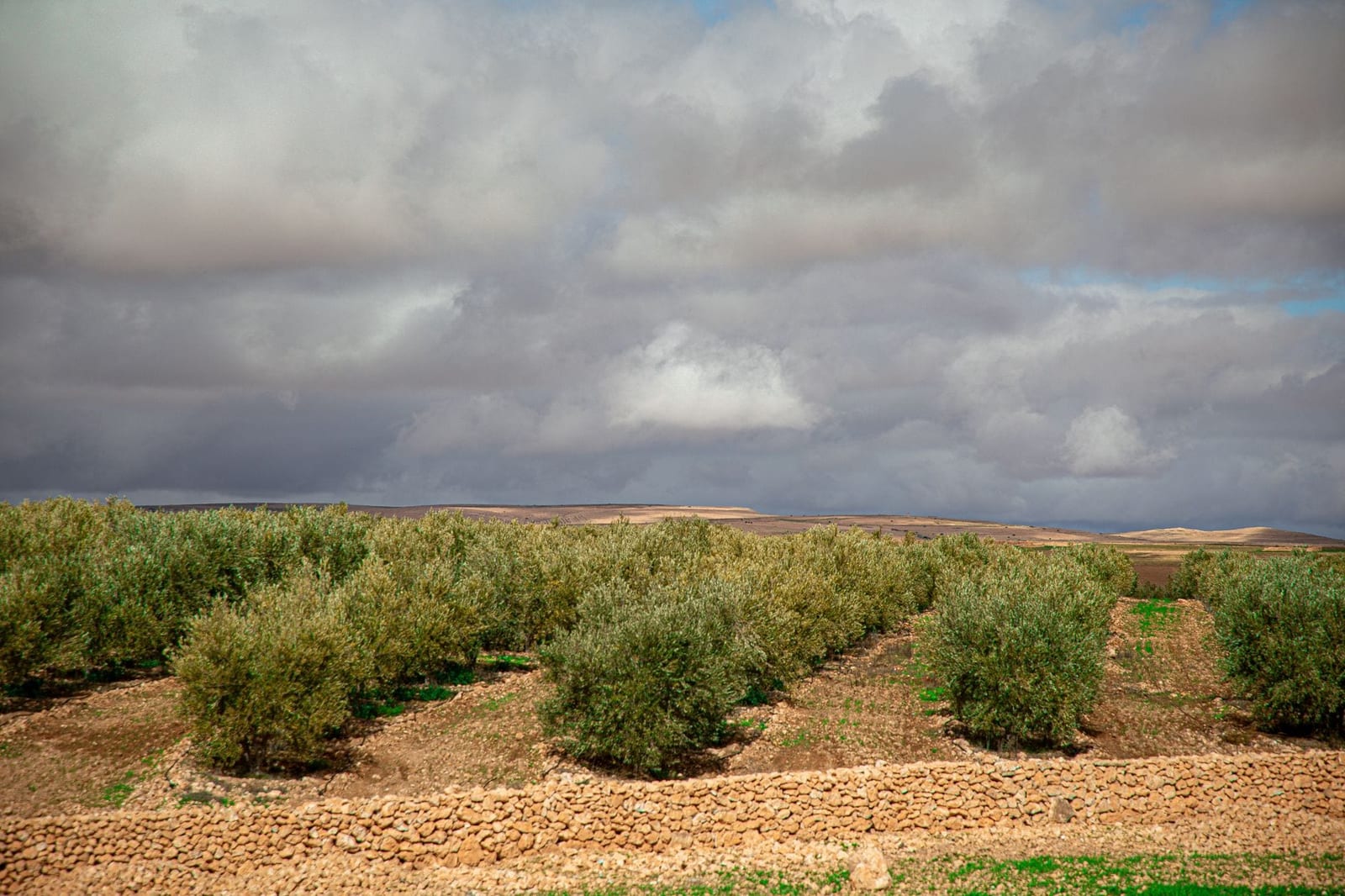 Argan trees across the green plains south of the Atlas