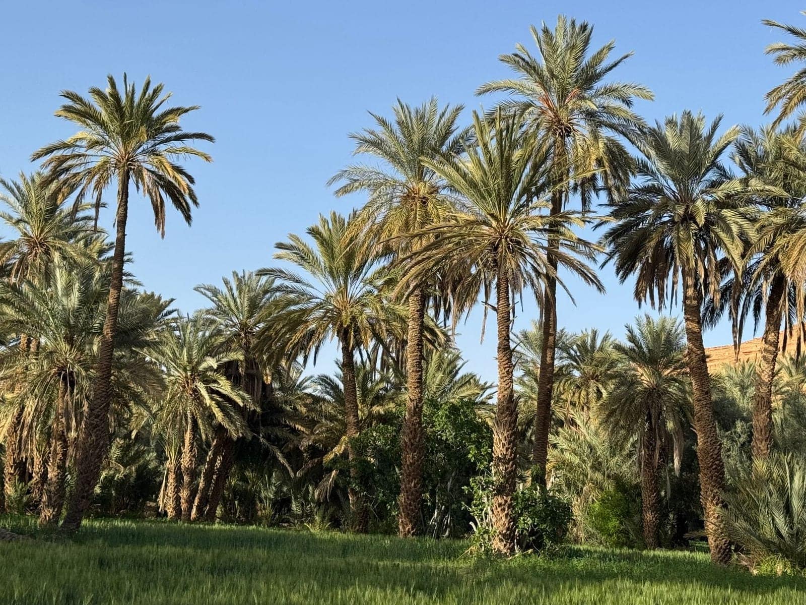 A dense date-palm grove along the Draa valley
