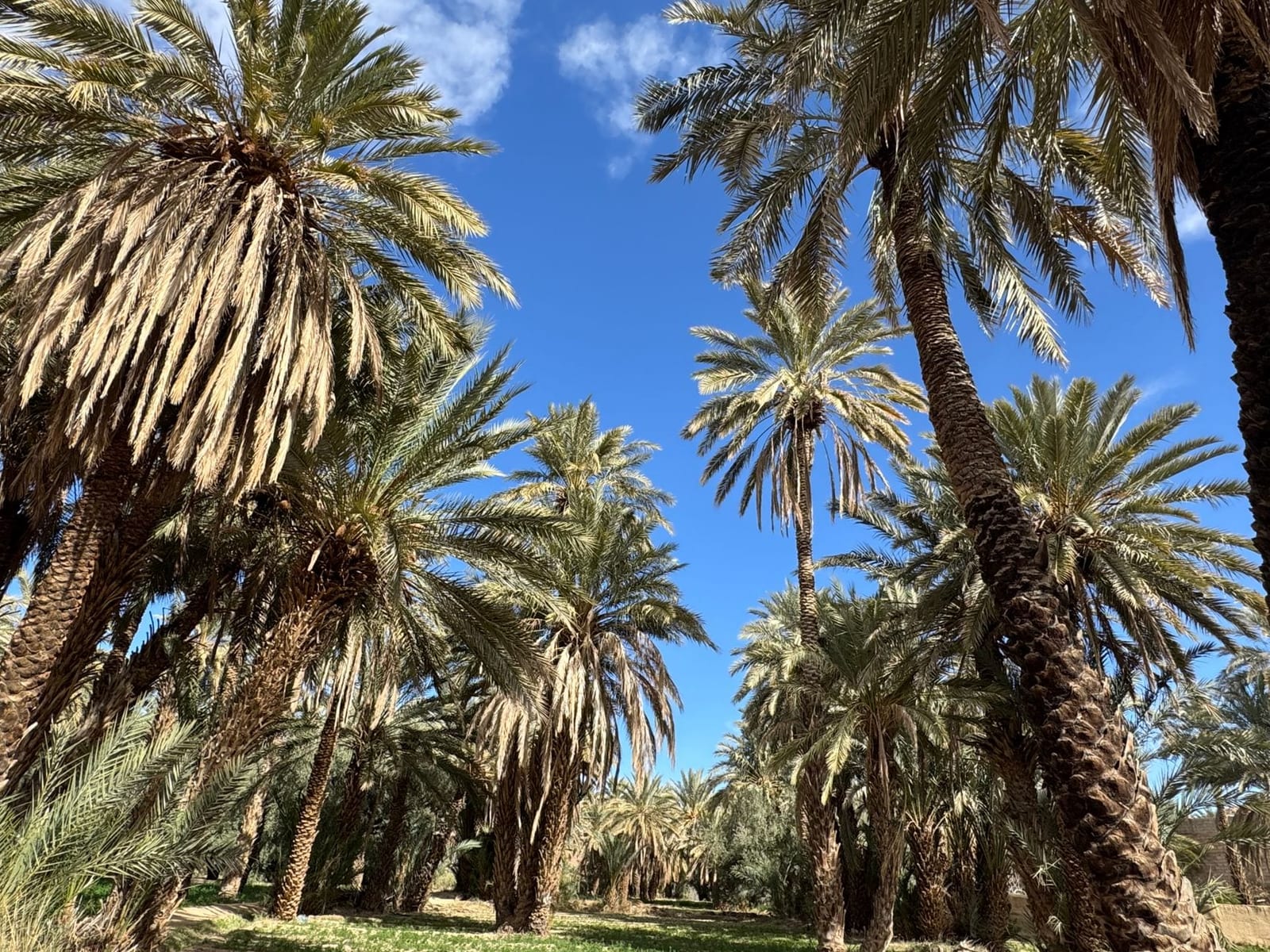 Irrigated oasis gardens between the palms of the Draa