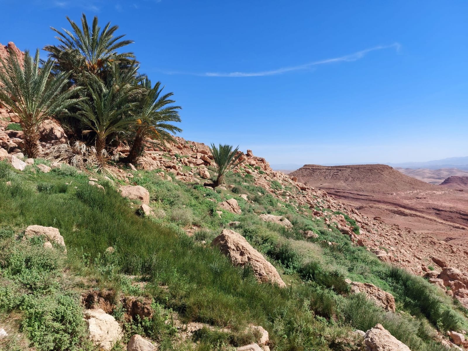 A lush palm oasis in the arid Moroccan landscape
