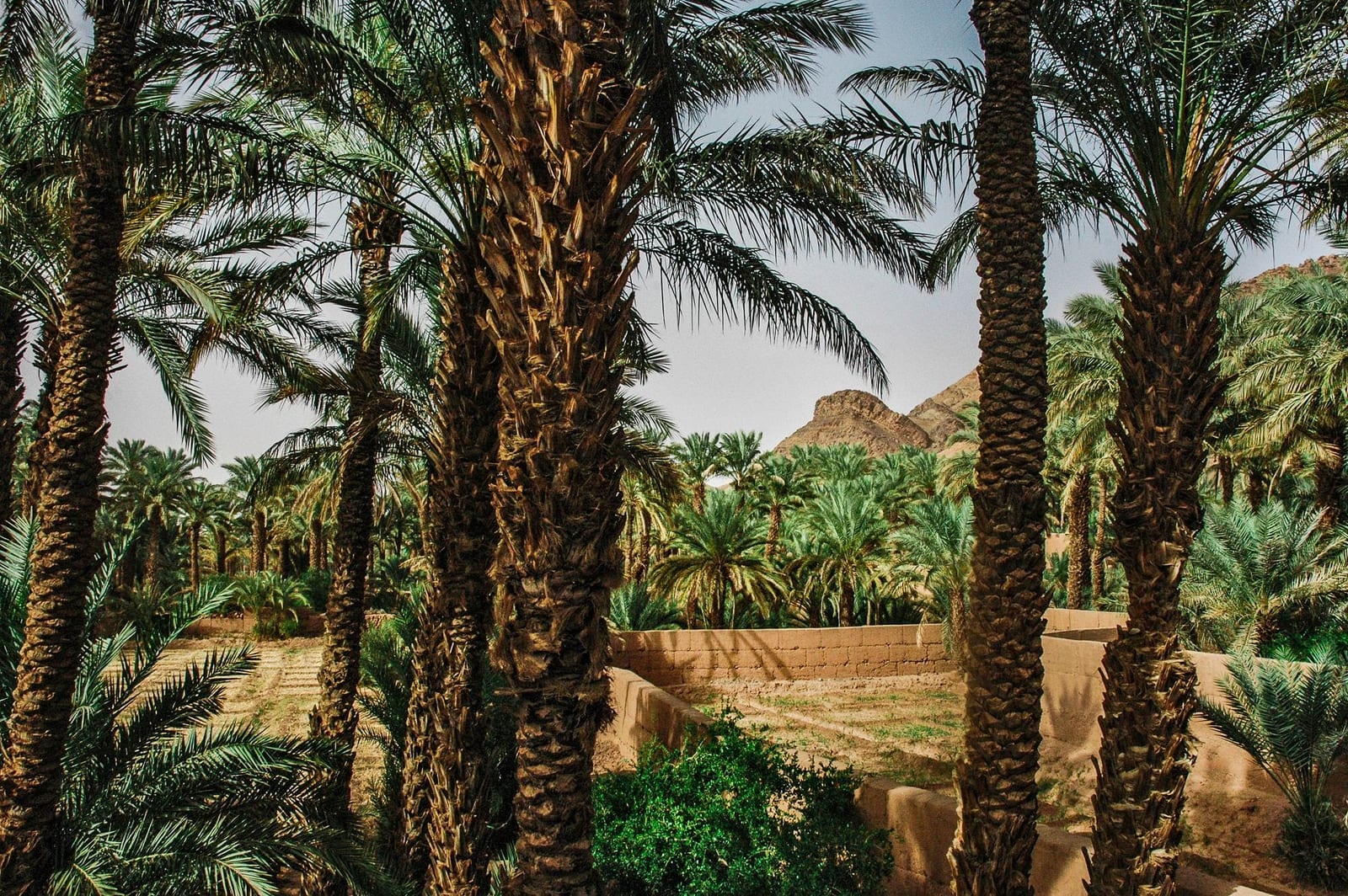 A path winding through a Moroccan date-palm oasis