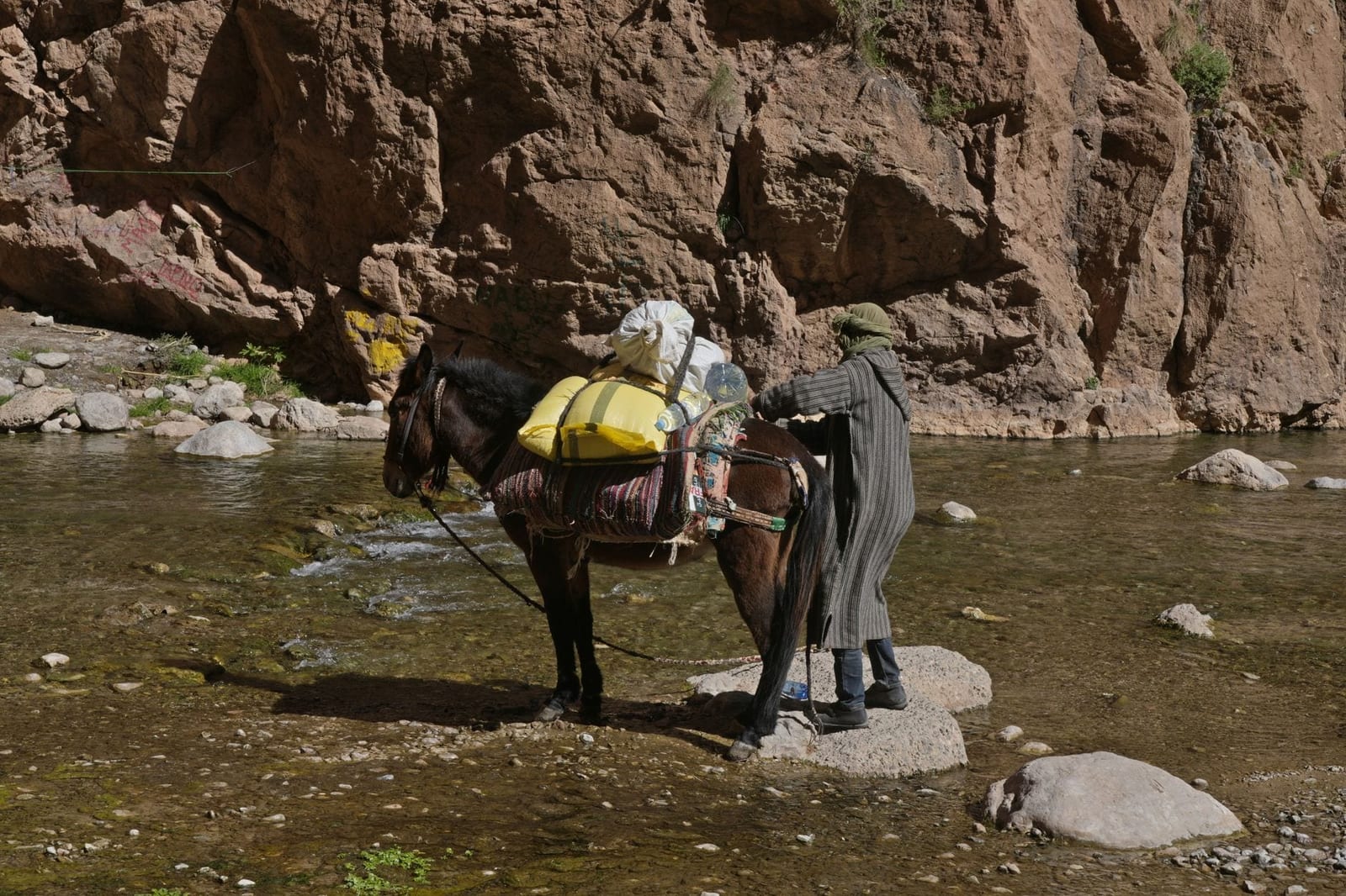 A guide leading a pack mule along the river in Tinghir